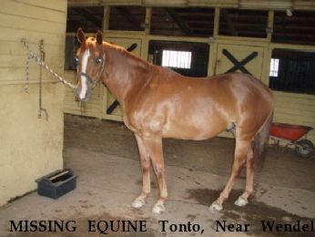 MISSING EQUINE Tonto, Near Wendell, NC, 27591